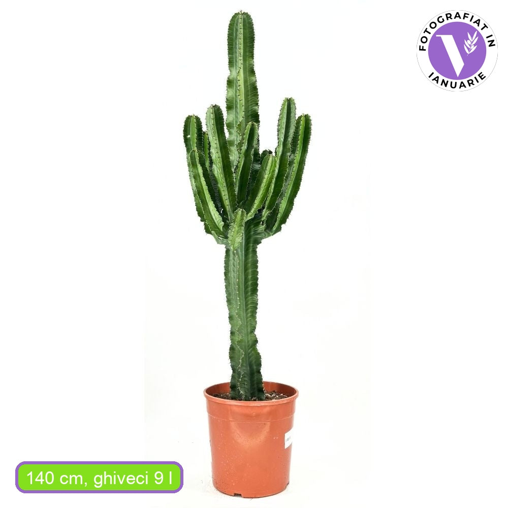 Cactus Candelabru African Erytrea, planta de interior suculenta cu forma arhitecturala, frunze verzi ramificate si intretinere usoara - 140 cm