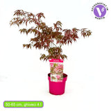 Artar Japonez Extravaganza, frunzis variegat alb-roz-verde, rezistenta frig -20°C