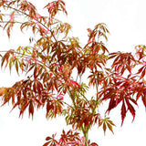 Artar Japonez Extravaganza, frunzis variegat alb-roz-verde, rezistenta frig -20°C