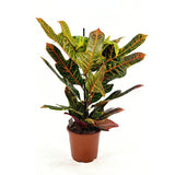 Croton Codiaeum Variegatum Excellent, 65 cm, planta de apartament decorativa cu frunze verzi galbene-portocalii multicolore
