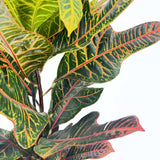 Croton Codiaeum Variegatum Excellent, 65 cm, planta de apartament decorativa cu frunze verzi galbene-portocalii multicolore