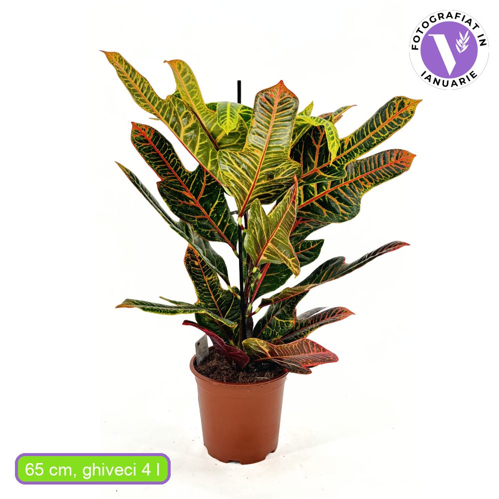 Croton Codiaeum Variegatum Excellent, 65 cm, planta de apartament decorativa cu frunze verzi galbene-portocalii multicolore
