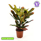 Croton Codiaeum Variegatum Excellent, 65 cm, planta de apartament decorativa cu frunze verzi galbene-portocalii multicolore
