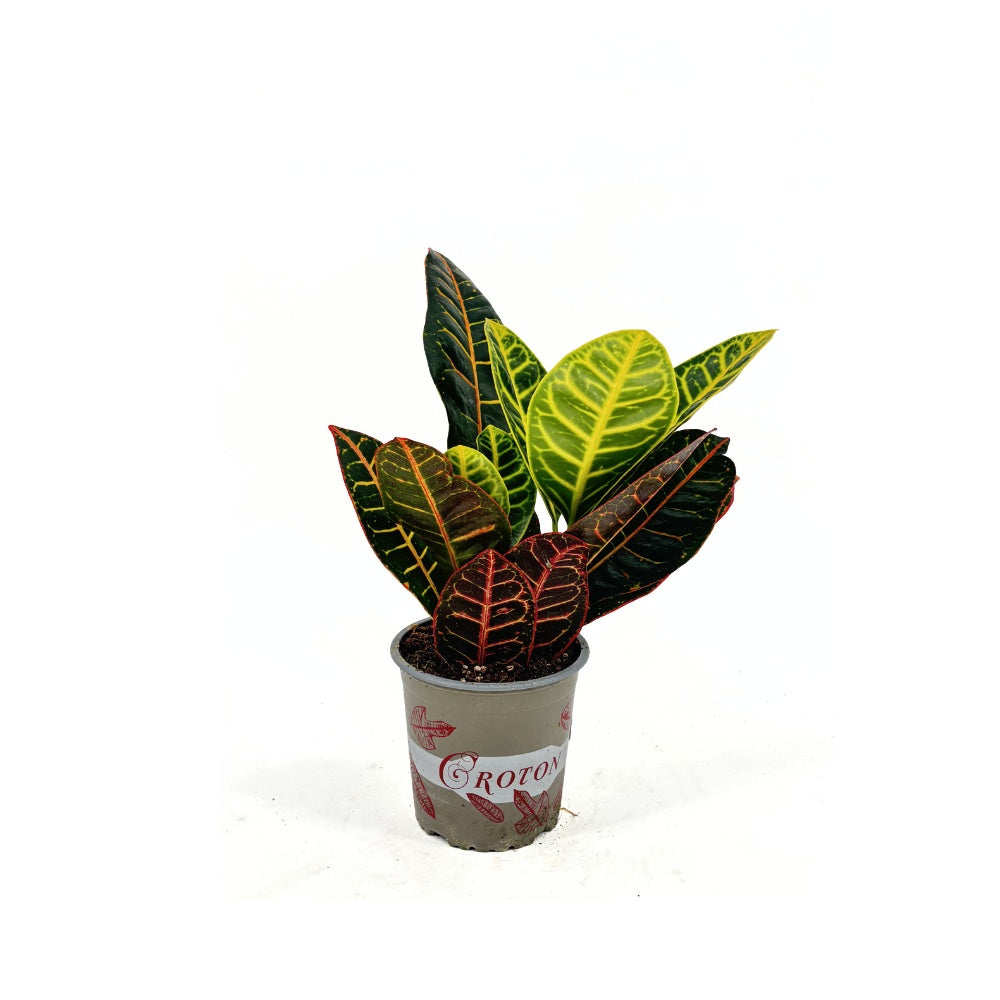 Croton Codiaeum Variegatum Petra, 35 cm, planta de apartament exotica cu frunze verzi rosii portocalii variegate
