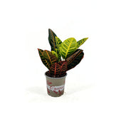 Croton Codiaeum Variegatum Petra, 35 cm, planta de apartament exotica cu frunze verzi rosii portocalii variegate