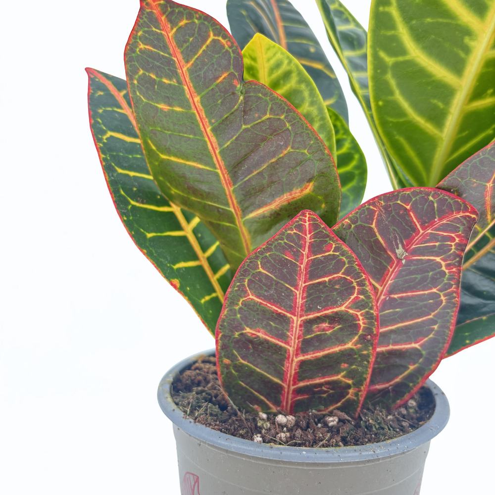 Croton Codiaeum Variegatum Petra, 35 cm, planta de apartament exotica cu frunze verzi rosii portocalii variegate