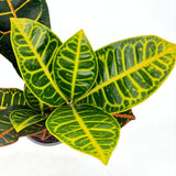 Croton Codiaeum Variegatum Petra, 35 cm, planta de apartament exotica cu frunze verzi rosii portocalii variegate