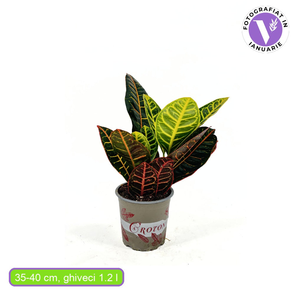 Croton Codiaeum Variegatum Petra, 35 cm, planta de apartament exotica cu frunze verzi rosii portocalii variegate