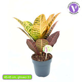 Croton Codiaeum Variegatum Petra, 40-45 cm, planta de apartament exotica cu frunze verzi rosii portocalii