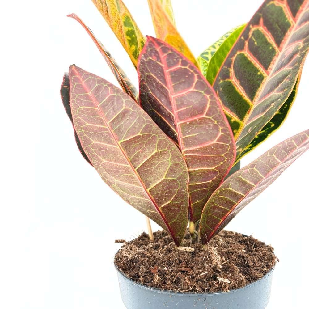 Croton Codiaeum Variegatum Petra, 40-45 cm, planta de apartament exotica cu frunze verzi rosii portocalii