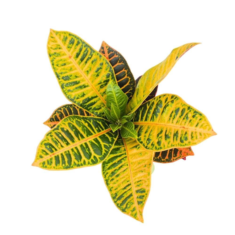 Croton Codiaeum Variegatum Petra, 40-45 cm, planta de apartament exotica cu frunze verzi rosii portocalii