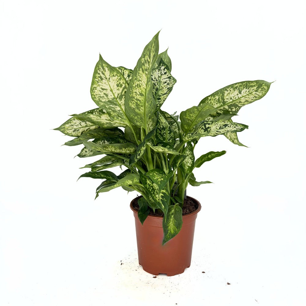 Dieffenbachia Compacta - 55 cm | Verdena – VERDENA