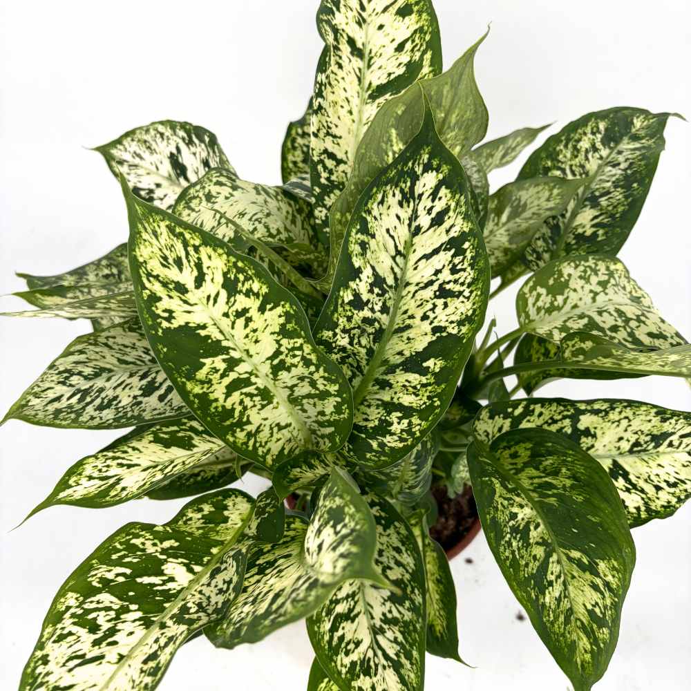 Dieffenbachia Compacta, 60 cm, frunze mari verzi cu pete galben-crem, planta tropicala purificatoare de aer