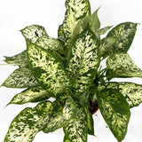 Dieffenbachia Compacta, 60 cm, frunze mari verzi cu pete galben-crem, planta tropicala purificatoare de aer