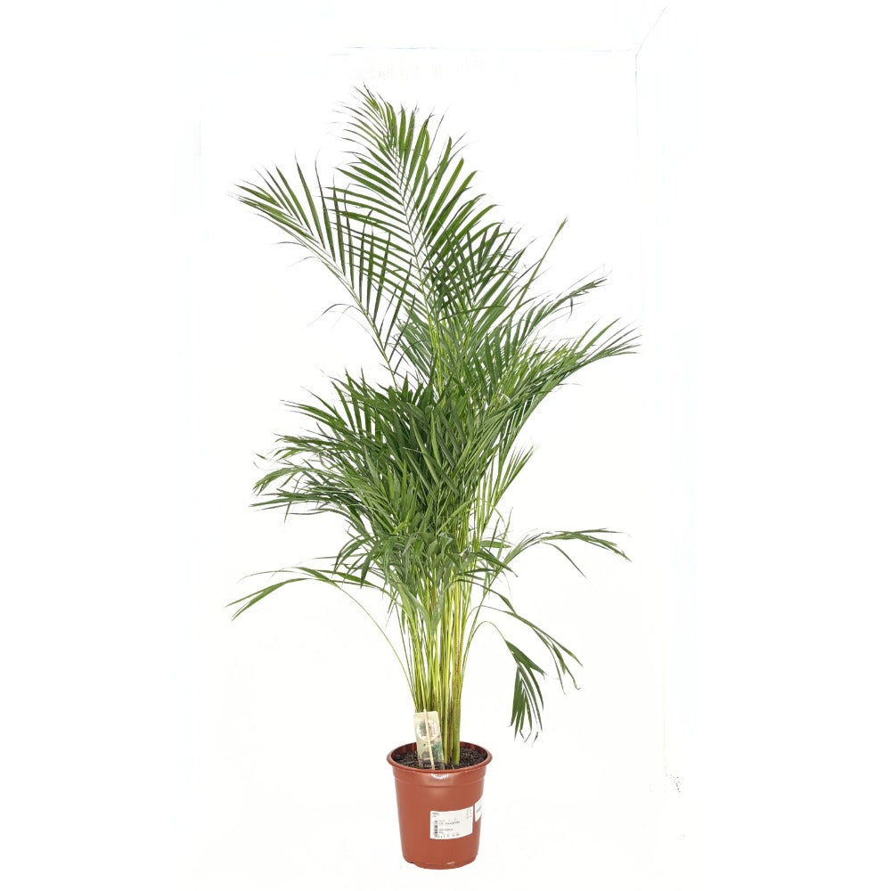 Palmier Areca Dypsis Lutescens, 150 cm, planta de apartament eleganta, purificare aer, usor de intretinut