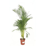 Palmier Areca Dypsis Lutescens, 150 cm, planta de apartament eleganta, purificare aer, usor de intretinut
