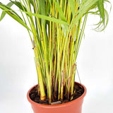 Palmier Areca Dypsis Lutescens, 140-150 cm, planta de apartament eleganta, purificare aer, usor de intretinut