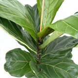 Ficus Lyrata, 100 cm, planta de apartament decorativa cu frunze de Vioara