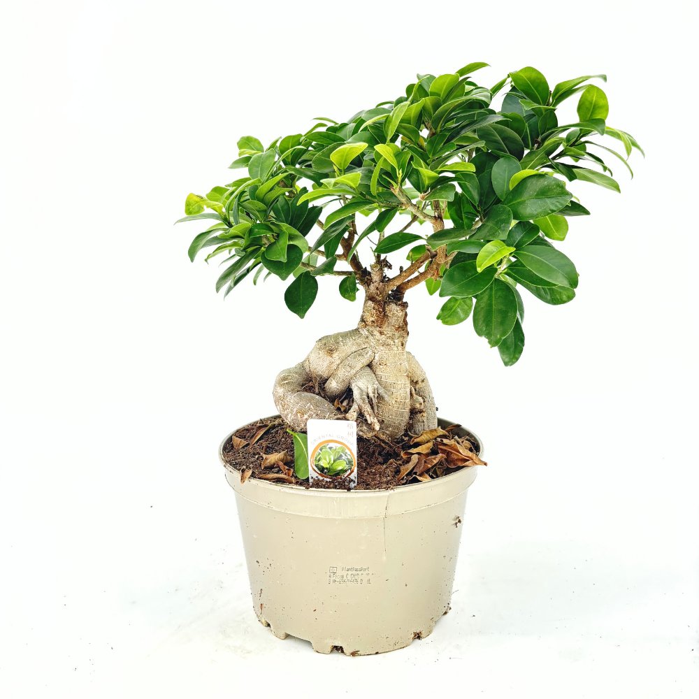 Ficus Bonsai Ginseng, 40-50 cm, cu radacini groase, planta de interior, purificator aer