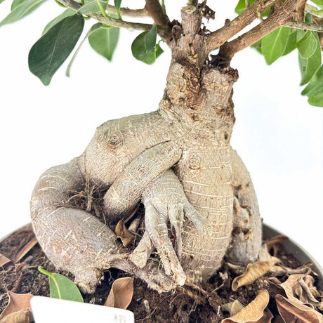 Ficus Bonsai Ginseng, 40-50 cm, cu radacini groase, planta de interior, purificator aer