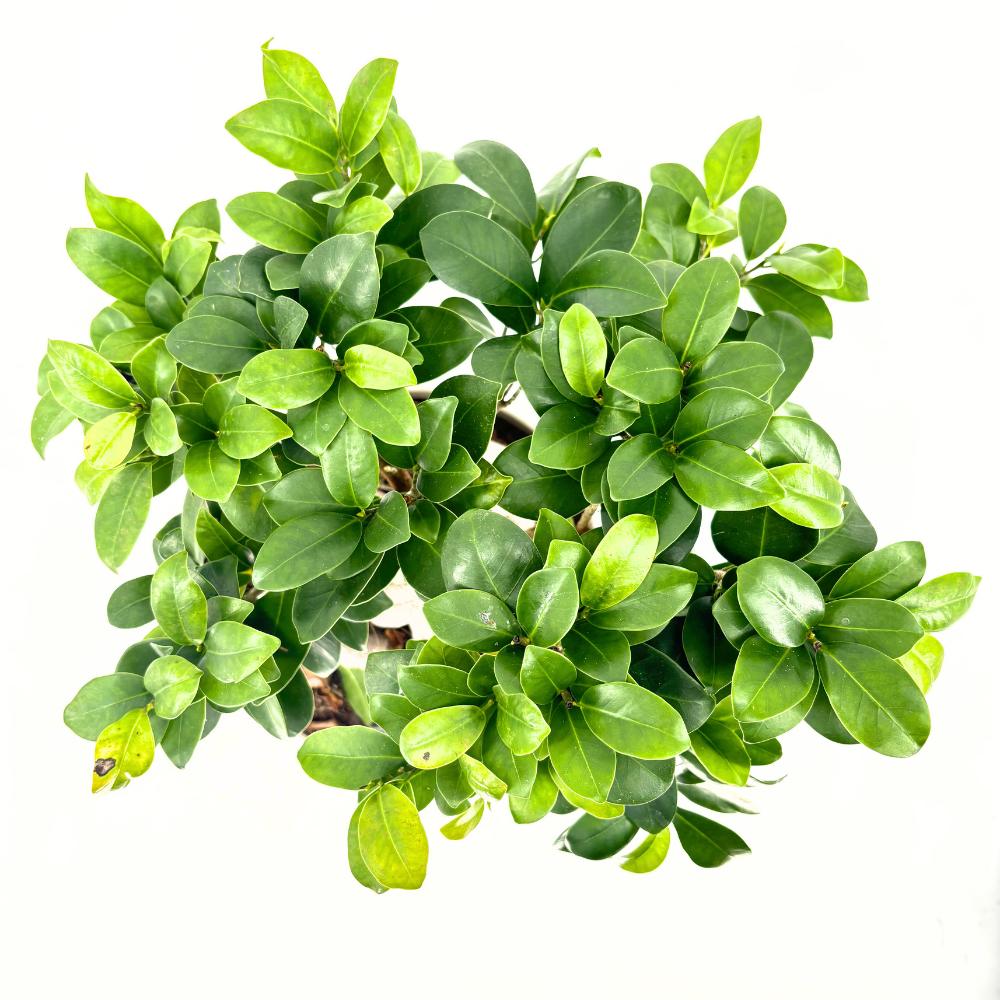 Ficus Bonsai Ginseng, 40-50 cm, cu radacini groase, planta de interior, purificator aer