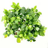 Ficus Bonsai Ginseng, 40-50 cm, cu radacini groase, planta de interior, purificator aer