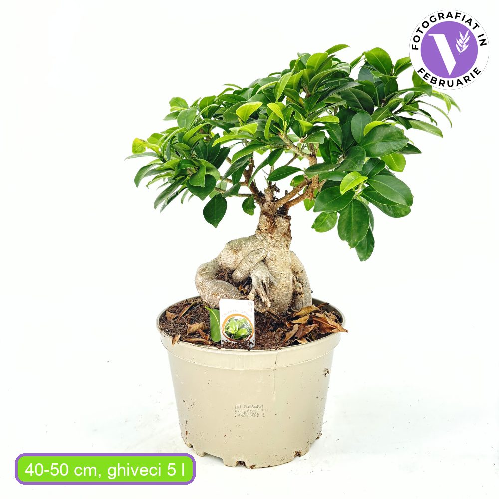 Ficus Bonsai Ginseng, 40-50 cm, cu radacini groase, planta de interior, purificator aer