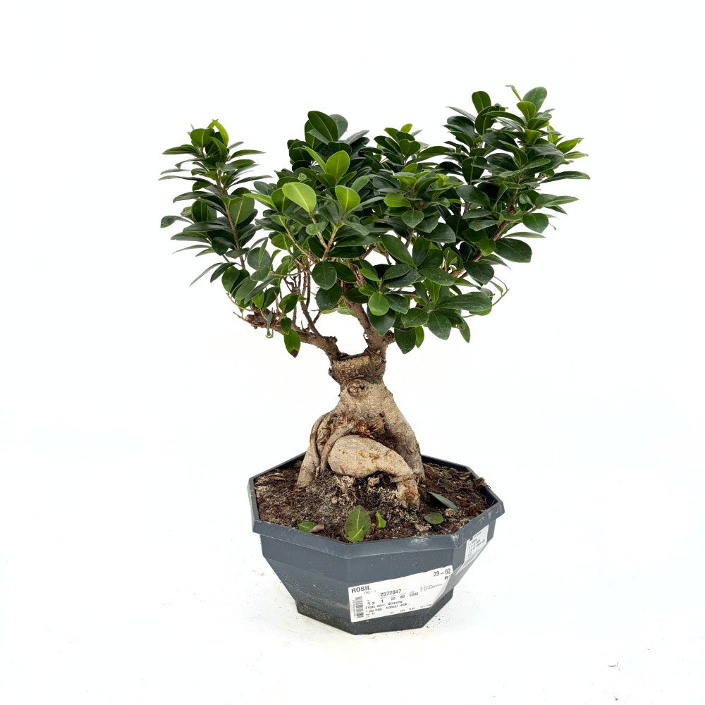 Ficus Bonsai Ginseng, 50 cm cu radacini groase, planta de interior, purificator aer