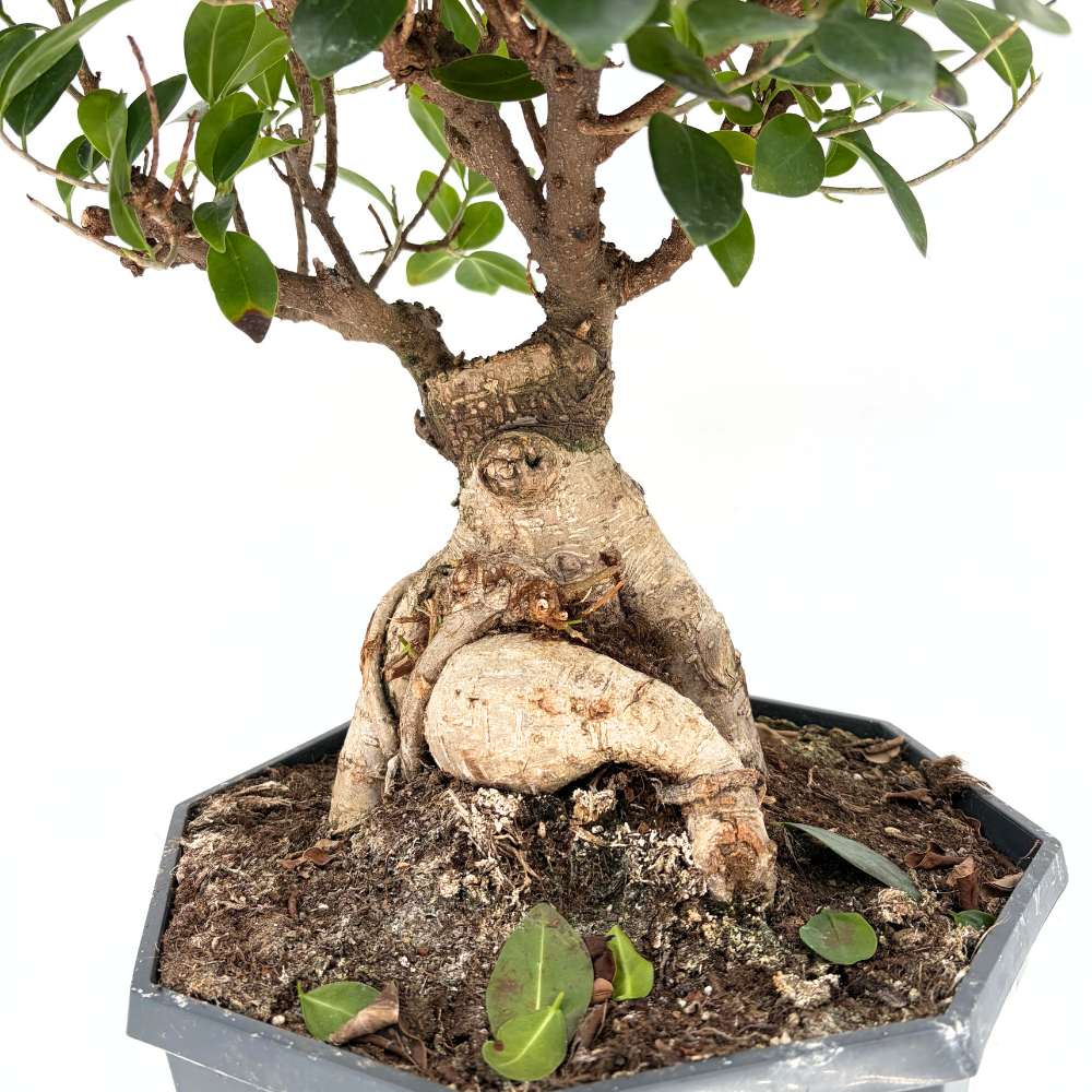 Ficus Bonsai Ginseng, 50 cm cu radacini groase, planta de interior, purificator aer