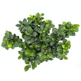 Ficus Bonsai Ginseng, 50 cm cu radacini groase, planta de interior, purificator aer