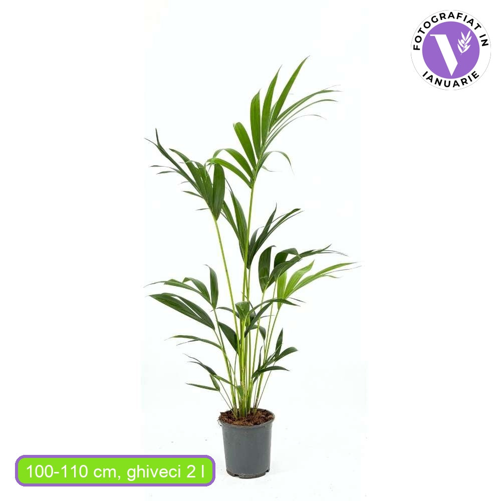 Palmier Kentia (Howea Forsteriana), 100-110 cm, planta de interior eleganta, purificatoare de aer, usor de intretinut