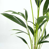 Palmier Kentia (Howea Forsteriana), 100-110 cm, planta de interior eleganta, purificatoare de aer, usor de intretinut