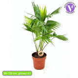 Palmier Fantana (Livistona Rotundifolia), 90-120 cm, planta de interior decorativa, frunze rotunde exotice