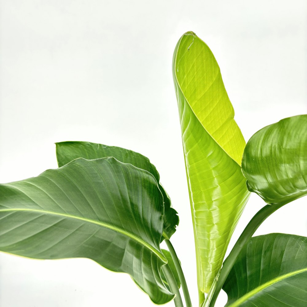 Strelitzia Nicolai, Pasarea alba a paradisului, planta exotica mare cu frunze uriase tropicale decorative pentru interior - 110 cm