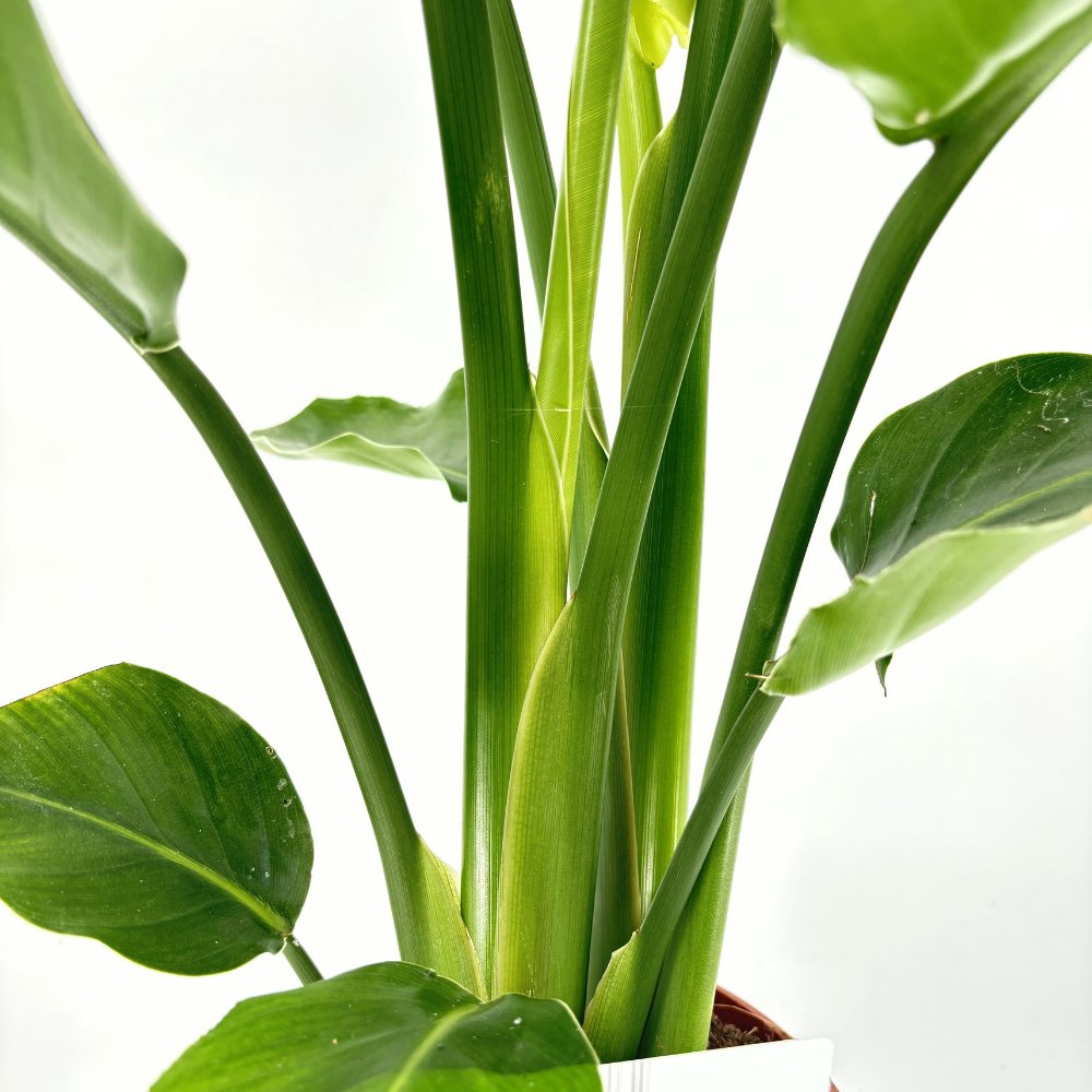 Strelitzia Nicolai, Pasarea alba a paradisului, planta exotica mare cu frunze uriase tropicale decorative pentru interior - 110 cm