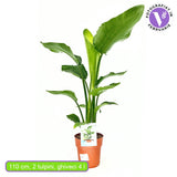 Strelitzia Nicolai, Pasarea alba a paradisului, planta exotica mare cu frunze uriase tropicale decorative pentru interior - 110 cm