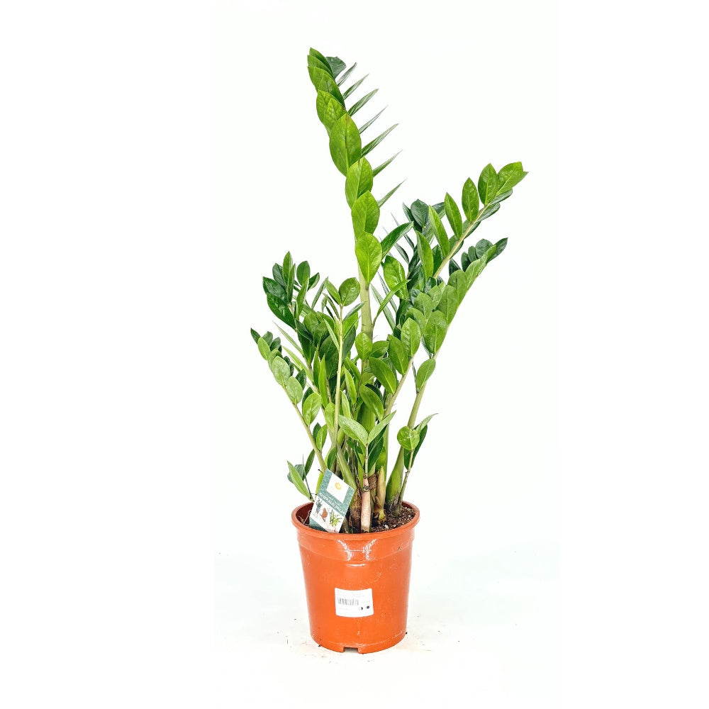 Planta Norocului (Zamioculcas Zamiifolia), 100 cm, planta de apartament cu frunze suculente, rezistent umbra, rezistenta, udare rara