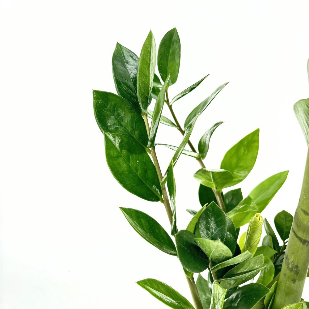 Planta Norocului (Zamioculcas Zamiifolia), 100 cm, planta de apartament cu frunze suculente, rezistent umbra, rezistenta, udare rara