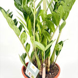 Planta Norocului (Zamioculcas Zamiifolia), 100 cm, planta de apartament cu frunze suculente, rezistent umbra, rezistenta, udare rara