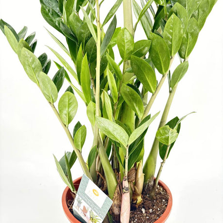 Planta Norocului (Zamioculcas Zamiifolia), 100 cm, planta de apartament cu frunze suculente, rezistent umbra, rezistenta, udare rara