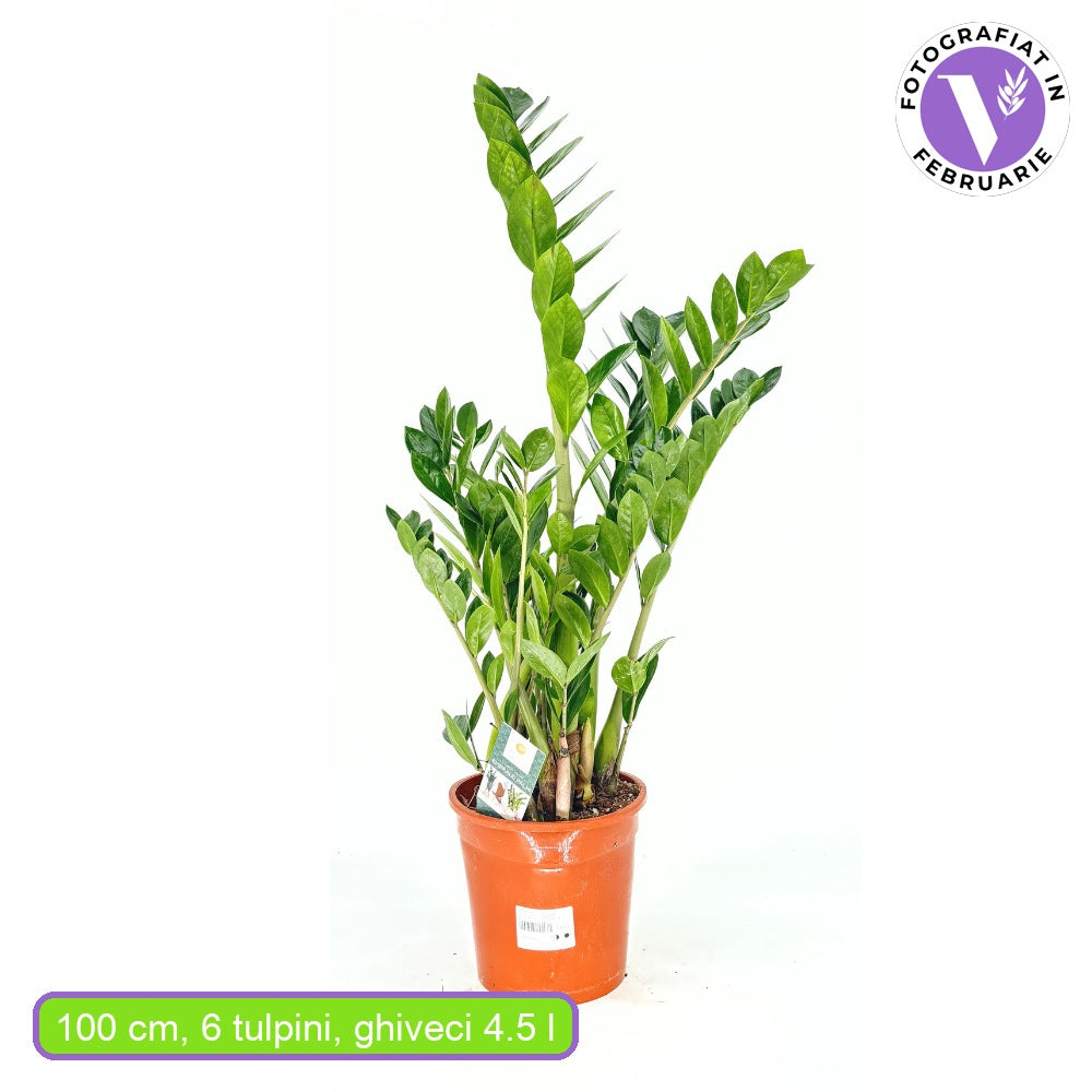 Planta Norocului (Zamioculcas Zamiifolia), 100 cm, planta de apartament cu frunze suculente, rezistent umbra, rezistenta, udare rara