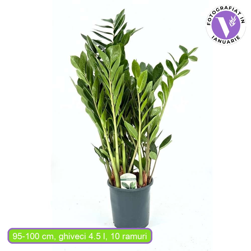 Planta Norocului (Zamioculcas Zamiifolia), 95-100 cm, 10 ramuri/ghiveci, planta de apartament cu frunze suculente, rezistent umbra, rezistenta, udare rara