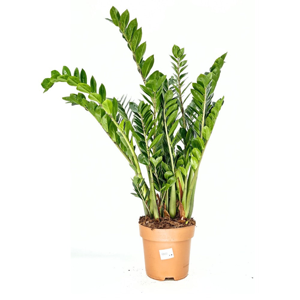 Planta Norocului (Zamioculcas Zamiifolia), 110 cm, planta de apartament cu frunze suculente, rezistent umbra, rezistenta, udare rara
