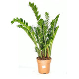 Planta Norocului (Zamioculcas Zamiifolia), 110 cm, planta de apartament cu frunze suculente, rezistent umbra, rezistenta, udare rara