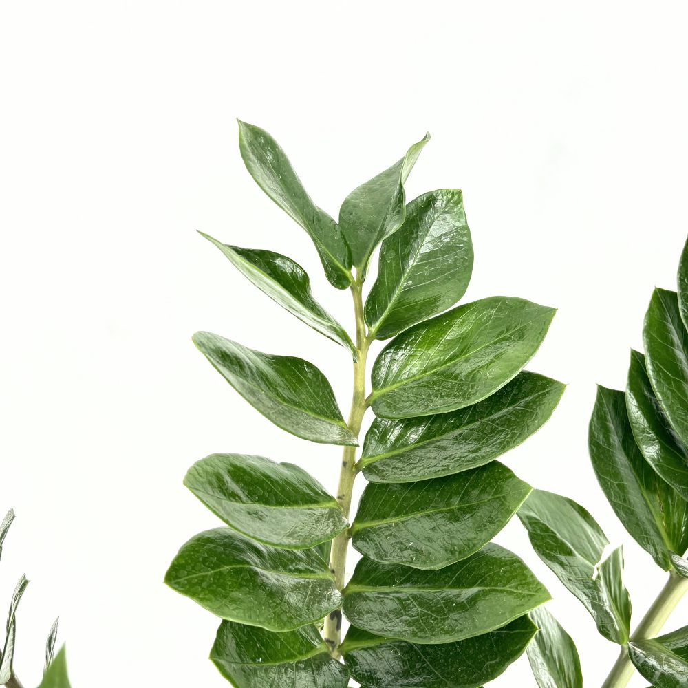 Planta Norocului (Zamioculcas Zamiifolia), 110 cm, planta de apartament cu frunze suculente, rezistent umbra, rezistenta, udare rara