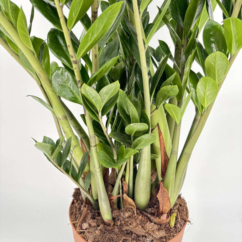Planta Norocului (Zamioculcas Zamiifolia), 110 cm, planta de apartament cu frunze suculente, rezistent umbra, rezistenta, udare rara