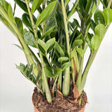 Planta Norocului (Zamioculcas Zamiifolia), 110 cm, planta de apartament cu frunze suculente, rezistent umbra, rezistenta, udare rara