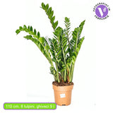 Planta Norocului (Zamioculcas Zamiifolia), 110 cm, planta de apartament cu frunze suculente, rezistent umbra, rezistenta, udare rara