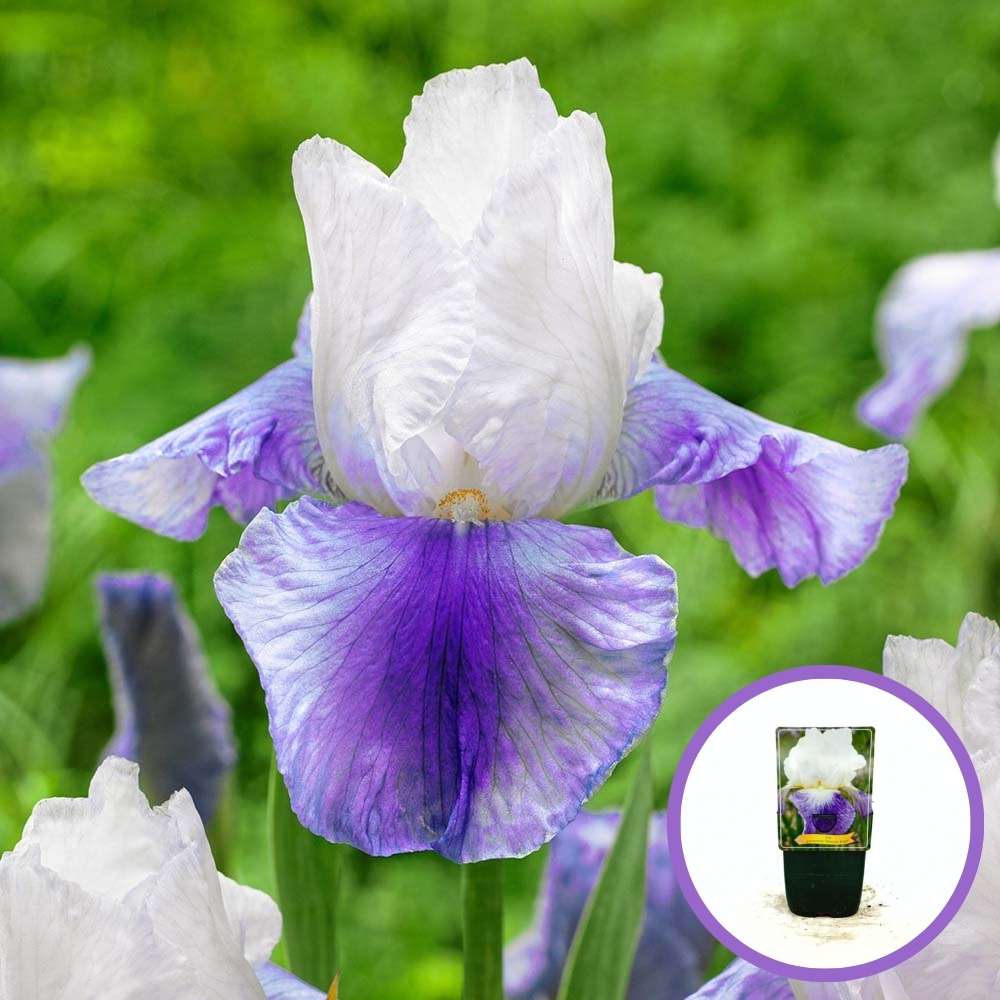 Iris Germanica (Stanjenel) Mission Ridge, flori albe parfumate cu margini violet, crestere rapida, bulb plantat In ghiveci