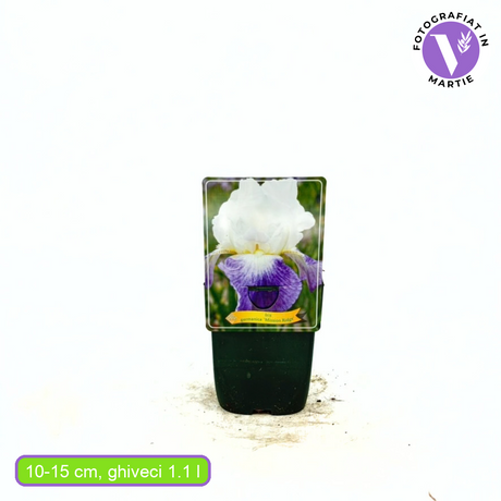 Iris Germanica (Stanjenel) Mission Ridge, flori albe parfumate cu margini violet, crestere rapida, bulb plantat In ghiveci